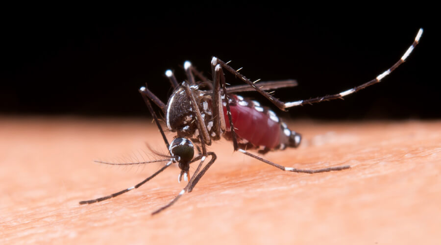 Aprende todo lo necesario sobre el dengue, desde su prevención hasta su control, con información clave para proteger a las comunidades y evitar la propagación de esta enfermedad.