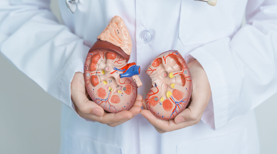 Tus riñones trabajan todos los días para mantener tu cuerpo en equilibrio. Protegerlos es una decisión vital que comienza con pequeños hábitos: buena hidratación, alimentación consciente y control de enfermedades como la diabetes e hipertensión.